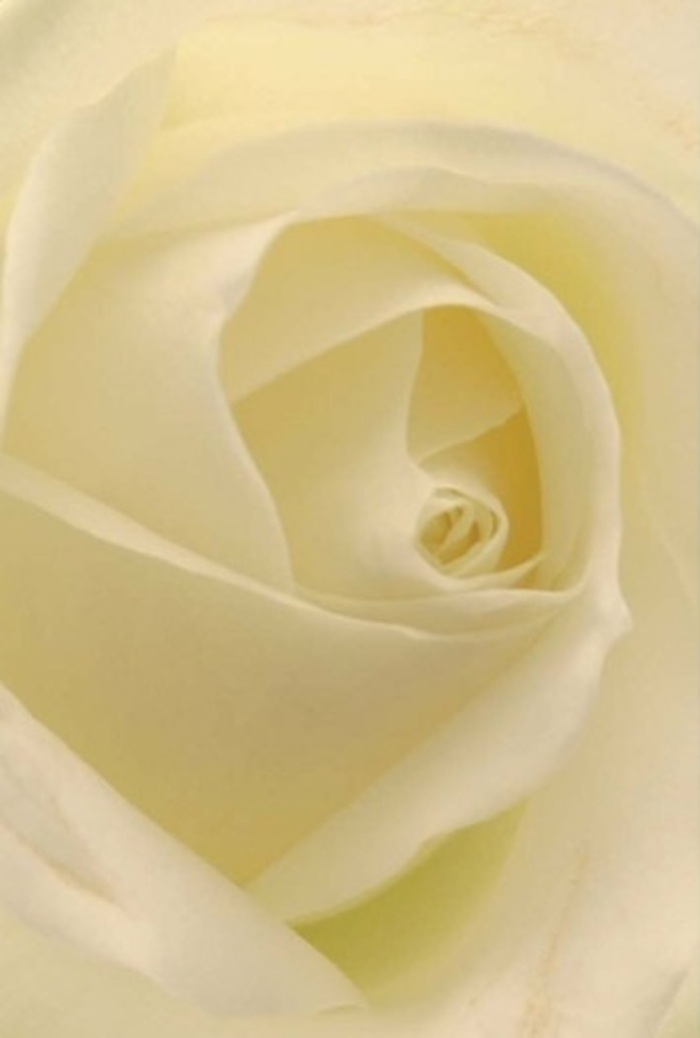 Capturing the spirit of Camberwell through the lens of a classic white rose, this close perspective invites you to explore the layers of soft, creamy petals that spiral toward a flawless core-a symbol of purity and resilience. The composition is a celebration of tranquility: shades of white and subtle blush are gently lit, giving the impression that the bloom is illuminated from within, as though touched by the soft dawn light rising over Camberwell Green. With every nuanced shadow and fold, the artistry of a local florist shines through-meticulous yet natural, every petal arranged to harmonise beauty and meaning. The rose is a versatile companion, perfect for wedding celebrations on Peckham Road, heartfelt gestures of peace, or as a centrepiece for life's cherished milestones. Its visual poetry is matched only by its unspoken scent-delicate, serene, and ever-appropriate. The craftsmanship visible in this arrangement stands as a true reflection of Camberwell's sophistication, elevating even the simplest bouquet into something unforgettable.