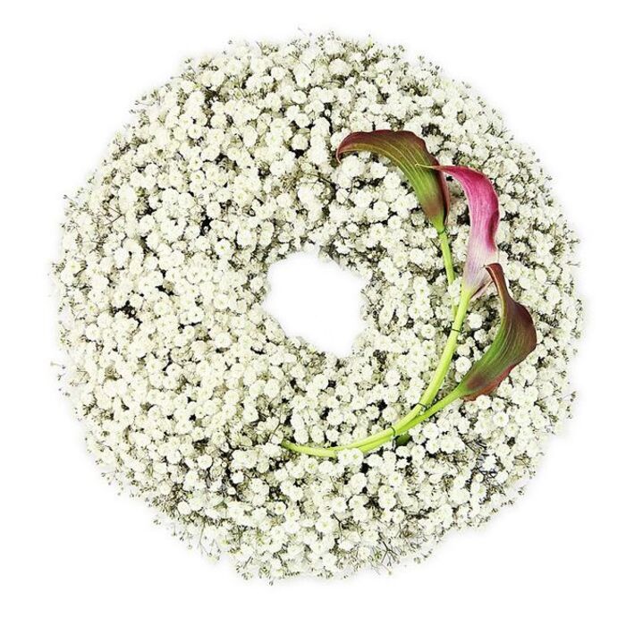 The image presents a thoughtfully composed funeral wreath, photographed from above so that its circular shape appears perfectly balanced and complete. The entire ring is densely packed with Baby's Breath, each tiny white blossom contributing to a soft, cloud-like surface that seems to float against the pure white background. The gypsophila is arranged so there are no visible gaps, only a continuous halo of delicate flowers that feel as light and airy as the morning mist that sometimes settles over Camberwell Green. At the lower right curve of the wreath, two luxurious calla lilies are nestled into the mass of white blooms, immediately drawing the eye. Their sculpted, trumpet-like flowers display a deep, velvety burgundy at the center, gradually fading into an elegant magenta and then into rich green tones on the outer petals and stems. These stems bend inward in a gentle arc, adding a sense of movement and sophistication to the otherwise serene composition. The inner circle of the wreath is left completely open, forming a pristine window of empty space that suggests remembrance, prayer, or the idea of life continuing in another form. The crisp lighting and clean backdrop highlight every layer of texture-from the tiny, cloud-soft gypsophila heads to the smooth, almost porcelain finish of the calla petals. This refined wreath would feel at home at a Camberwell farewell service, whether displayed in a chapel or delivered to a family's home, offering a modern yet tender tribute that embodies respect, love, and quiet strength in a time of loss.